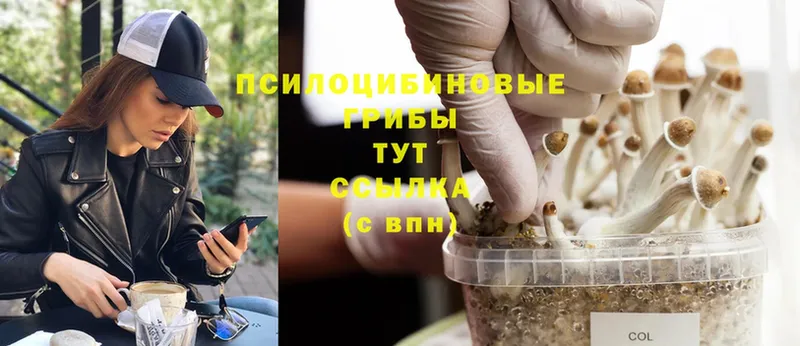 Псилоцибиновые грибы Psilocybe Лесозаводск